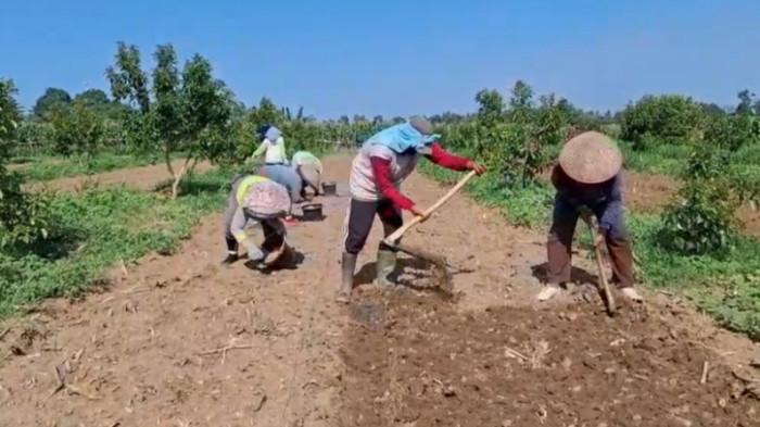 Petani di Lampung Tengah Terapkan Sistem Tumpang Sari untuk Hasil Berkelanjutan